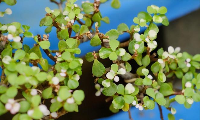 金枝玉叶的生长习性特点是什么?如何正确养护? 金枝玉叶的生长习性特点是什么?如何正确养护?