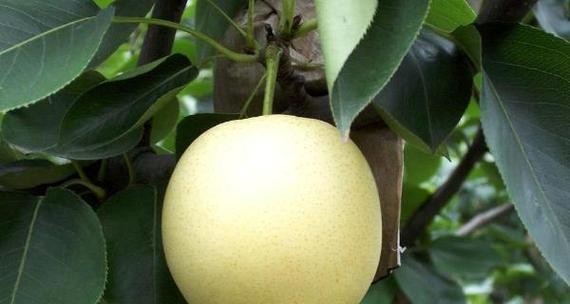 雪花梨什么时候成熟上市？如何挑选新鲜的雪花梨？