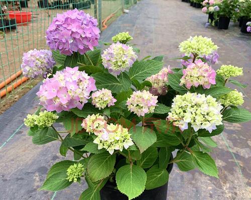 无尽夏适合用多大的盆种植？盆栽尺寸选择指南