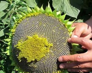油葵种子种植的最佳时间是什么时候？如何确保高产？