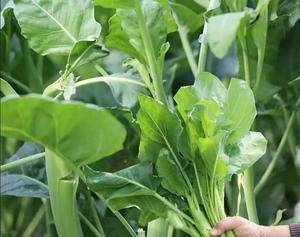 芥兰种子播种的最佳时间是什么时候？如何确保高发芽率？