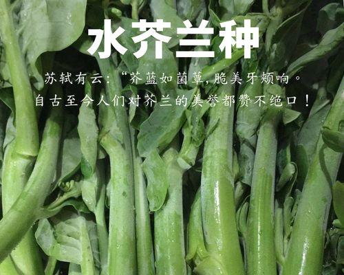 芥兰种子播种的最佳时间是什么时候？如何确保高发芽率？