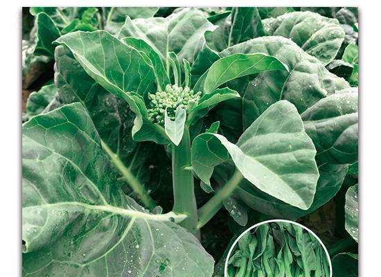 芥兰种子播种的最佳时间是什么时候？如何确保高发芽率？