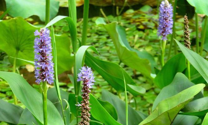 梭鱼草有毒性吗？室内养护需要注意什么？