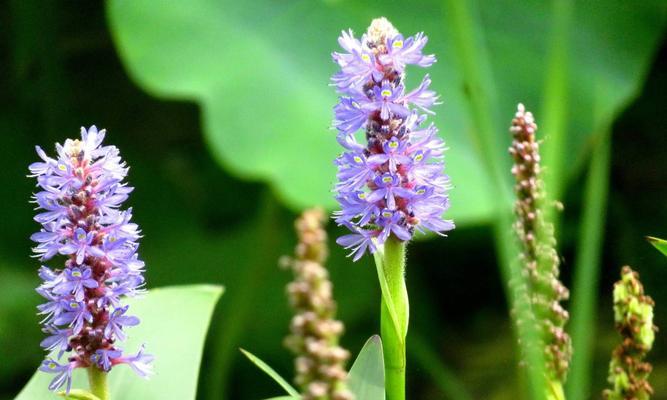 梭鱼草有毒性吗？室内养护需要注意什么？