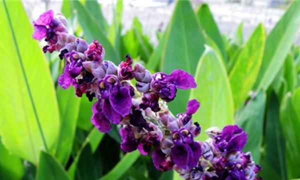 梭鱼草有毒性吗？室内养护需要注意什么？