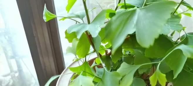 银杏扦插的成功率高吗？扦插后如何护理？