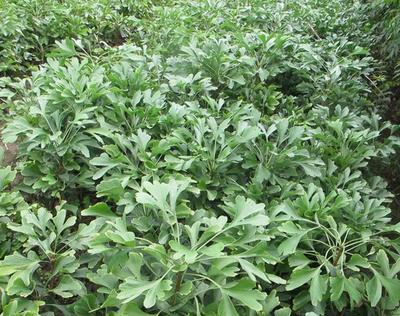 银杏扦插的成功率高吗？扦插后如何护理？