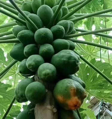 湖南适合种植木瓜树吗？种植条件和注意事项是什么？