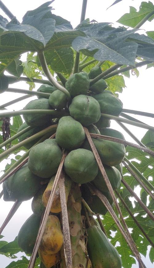 湖南适合种植木瓜树吗？种植条件和注意事项是什么？