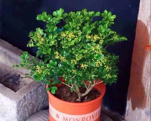 米兰可耐能承受多少度的低温?产品耐寒特性解析?