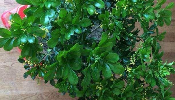 米兰可耐能承受多少度的低温？产品耐寒特性解析？