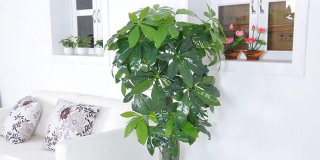 客厅适合放什么植物风水好?如何选择提升家居风水的植物?