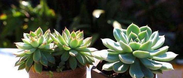 雨水放置几天后浇多肉合适？如何正确使用雨水养植多肉植物？