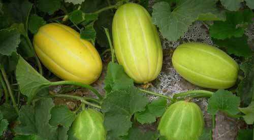 绿甜瓜怎么挑选好吃的？挑选技巧和最佳食用方法是什么？