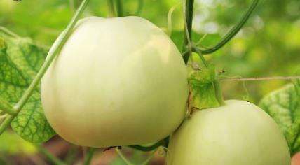 绿甜瓜怎么挑选好吃的？挑选技巧和最佳食用方法是什么？