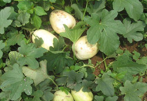 绿甜瓜怎么挑选好吃的？挑选技巧和最佳食用方法是什么？