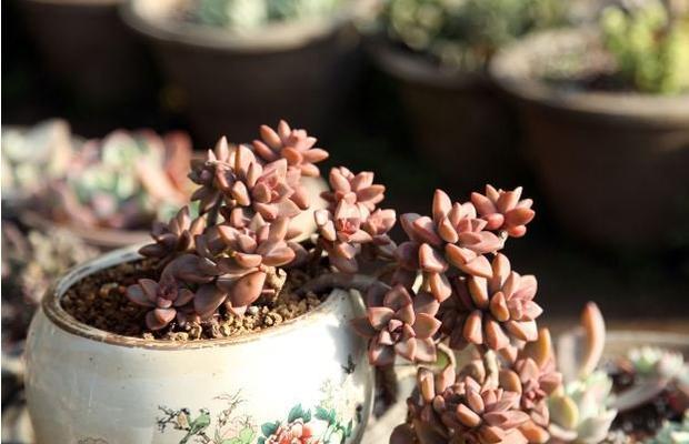 姬胧月夏天养护技巧有哪些？如何确保姬胧月安全度夏？