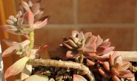 姬胧月夏天养护技巧有哪些?如何确保姬胧月安全度夏?