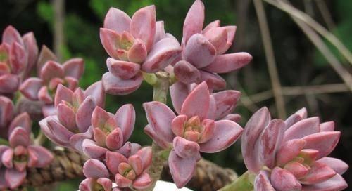 姬胧月夏天养护技巧有哪些？如何确保姬胧月安全度夏？