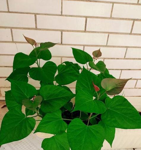 红薯播种的最佳时间是什么时候?如何确保高产?