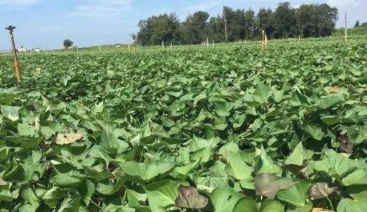 红薯播种的最佳时间是什么时候？如何确保高产？