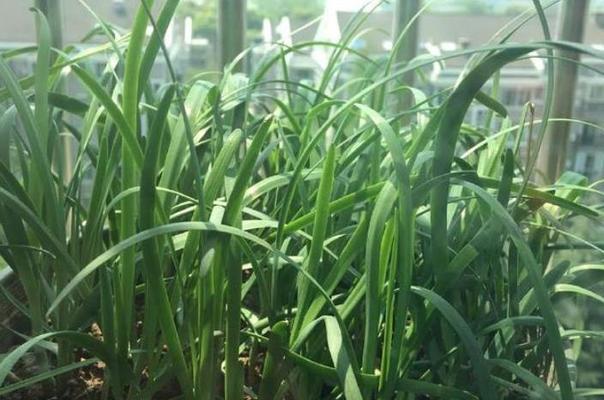 阳台种植韭菜的最佳时间是什么时候?有哪些简单方法?