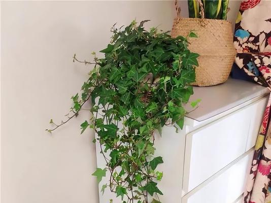 卧室窗台适合放置哪些植物?如何选择以提升室内环境?