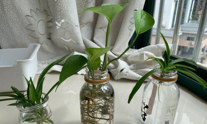 卧室窗台适合放置哪些植物？如何选择以提升室内环境？