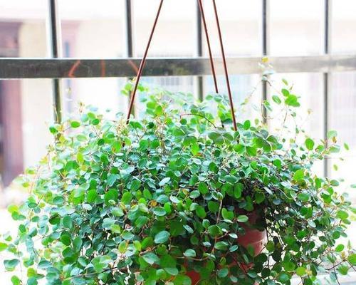 卧室窗台适合放置哪些植物？如何选择以提升室内环境？