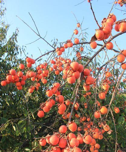 柿子长在什么地方?如何正确识别柿子树?