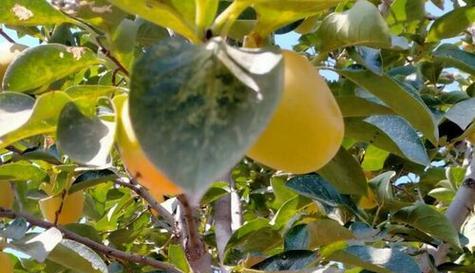 柿子长在什么地方?如何正确识别柿子树? 柿子长在什么地方?如何正确识别柿子树?