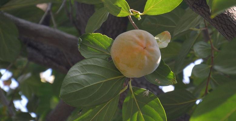 柿子长在什么地方?如何正确识别柿子树? 柿子长在什么地方?如何正确识别柿子树?