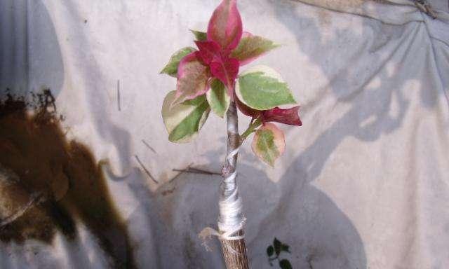 三角梅可以嫁接吗？嫁接三角梅的正确方法是什么？