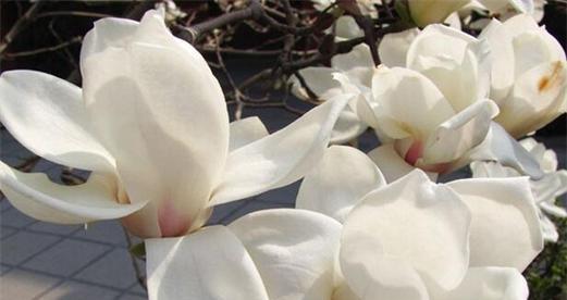 玉兰花语是什么?玉兰花代表的含义有哪些?