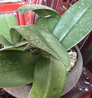 蝴蝶兰叶子发蔫是什么原因？如何补救？