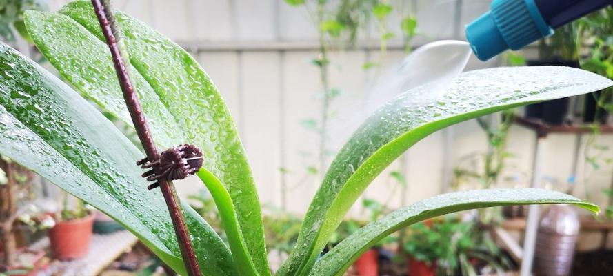 蝴蝶兰叶子发蔫是什么原因？如何补救？