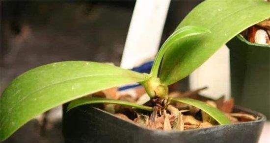 蝴蝶兰叶子发蔫是什么原因？如何补救？