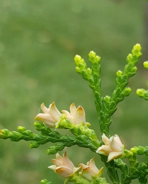 侧柏施肥用什么肥料最好？最佳施肥时间是什么时候？