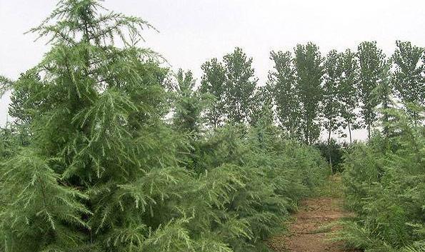 雪松移栽的最佳时间是什么时候?移栽后如何护理?