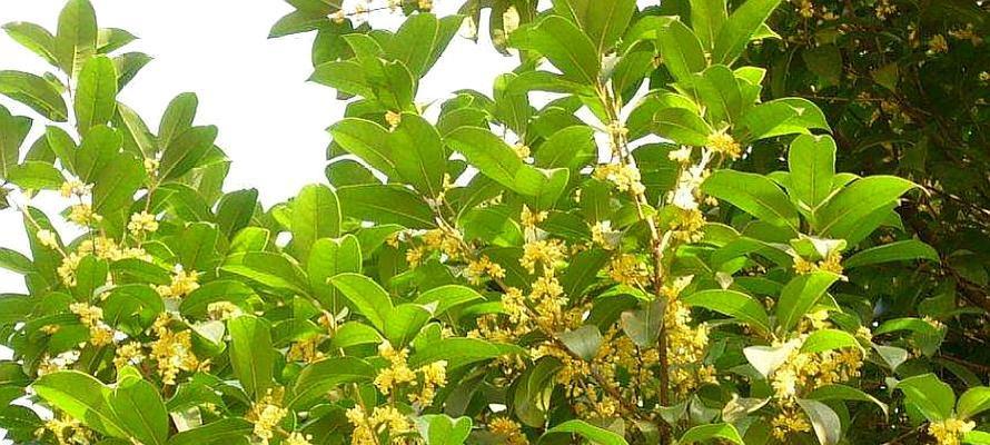 桂花种子种植方法是什么？种植过程中应注意哪些问题？