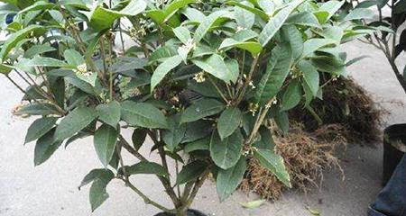 桂花种子种植方法是什么？种植过程中应注意哪些问题？