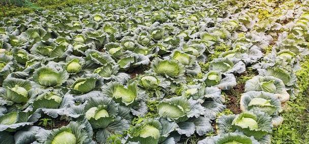 卷心菜几月份种植最合适？掌握最佳种植时间提高产量！