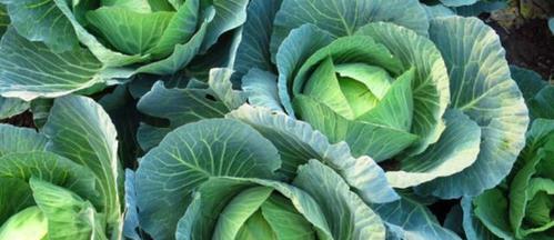 卷心菜几月份种植最合适？掌握最佳种植时间提高产量！
