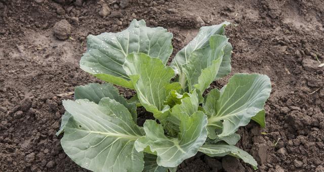卷心菜几月份种植最合适？掌握最佳种植时间提高产量！