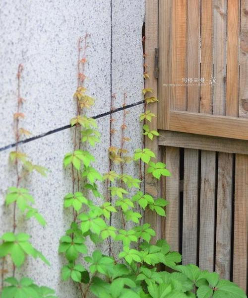 爬山虎的汁液有毒吗?接触后应该如何处理?