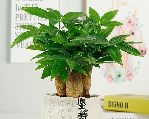 室内发财树怎么养才能更旺盛？有哪些技巧可以促进其生长？