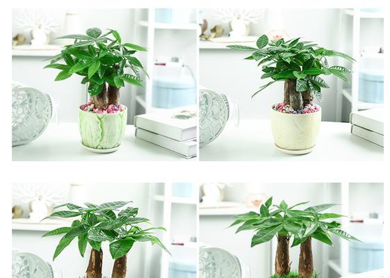 室内发财树怎么养才能更旺盛？有哪些技巧可以促进其生长？