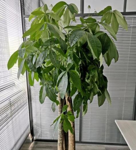 室内发财树怎么养才能更旺盛？有哪些技巧可以促进其生长？