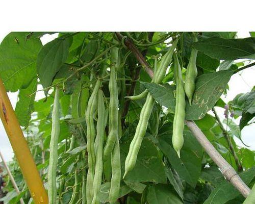 无架豆播种的最佳时间是什么时候？播种后需要注意哪些事项？